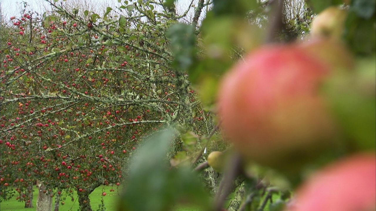英国阴天的乡村果园镜头视频下载