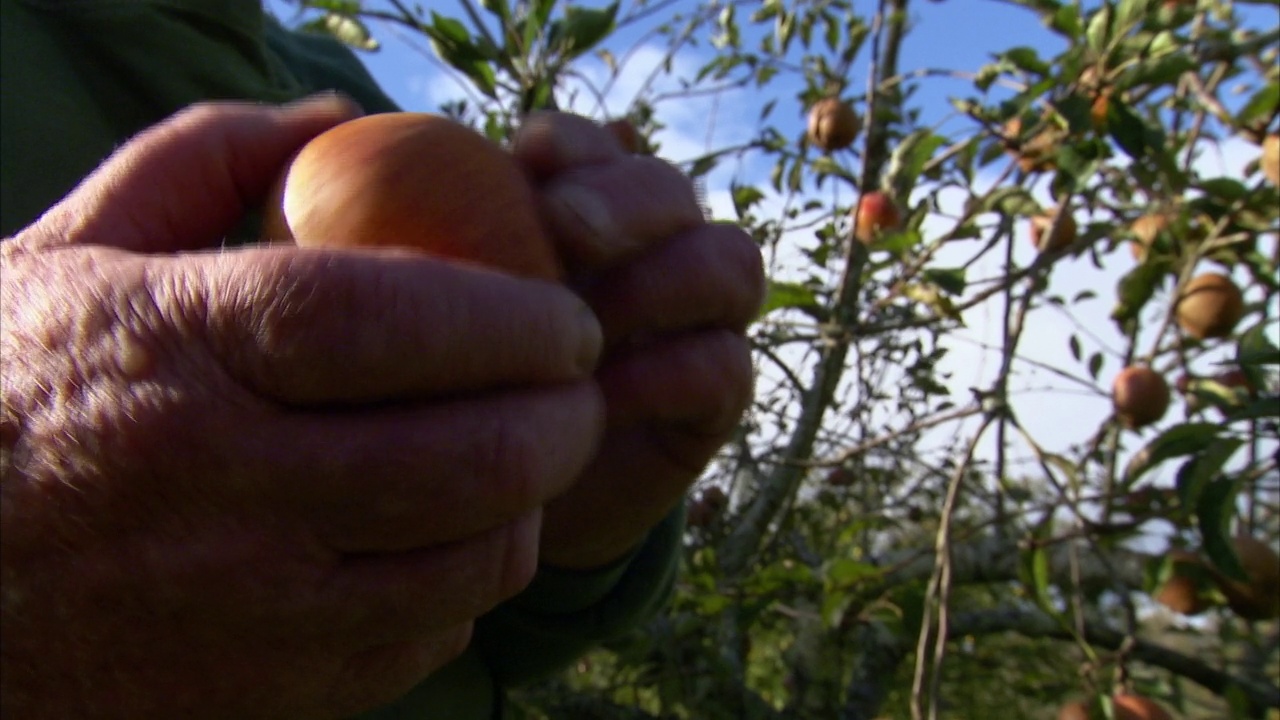 英国，一名种植者在果园里捧着苹果视频下载