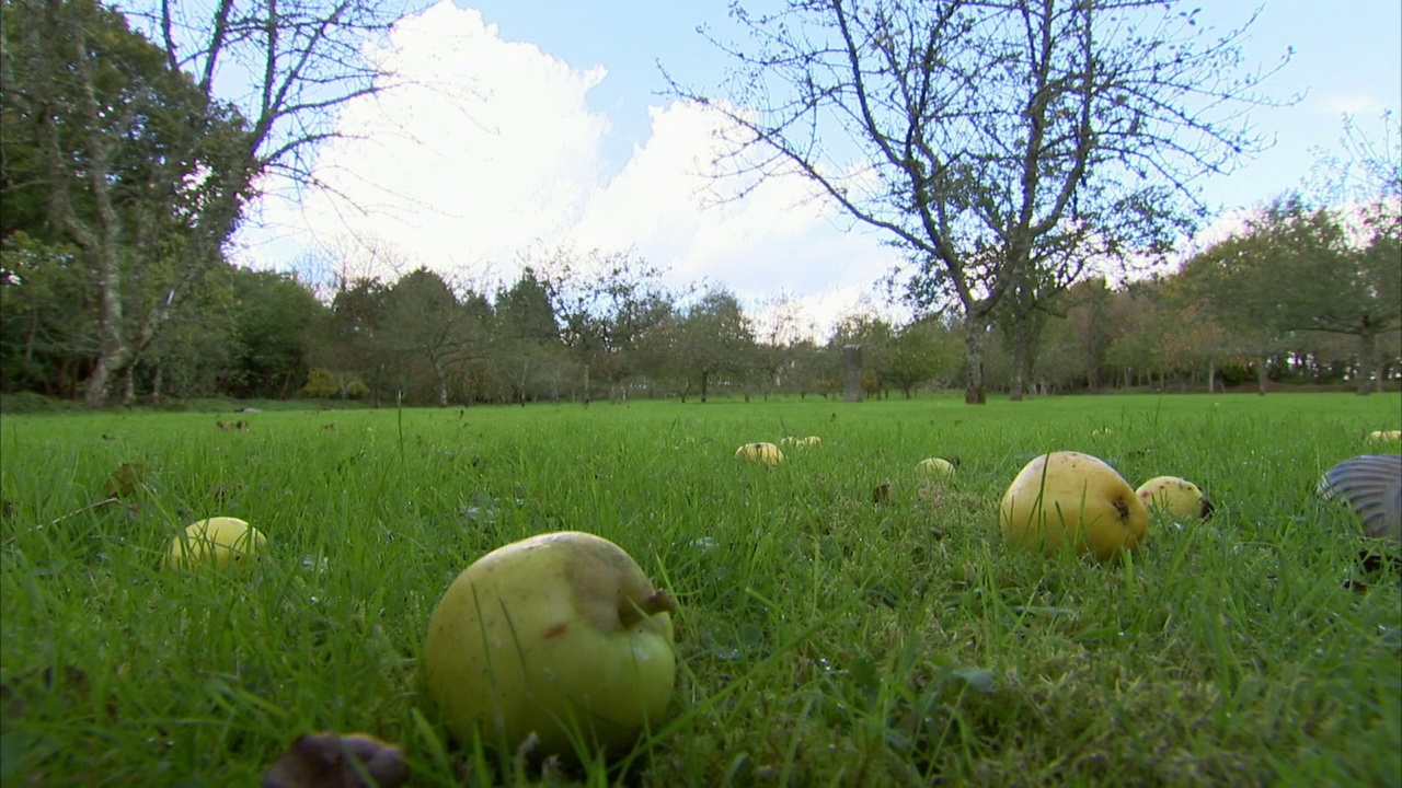 英国，园丁在果园里摘苹果视频下载