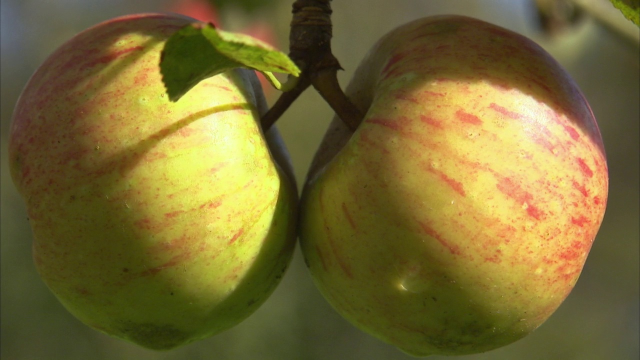 就像树上成熟的苹果，英国视频下载