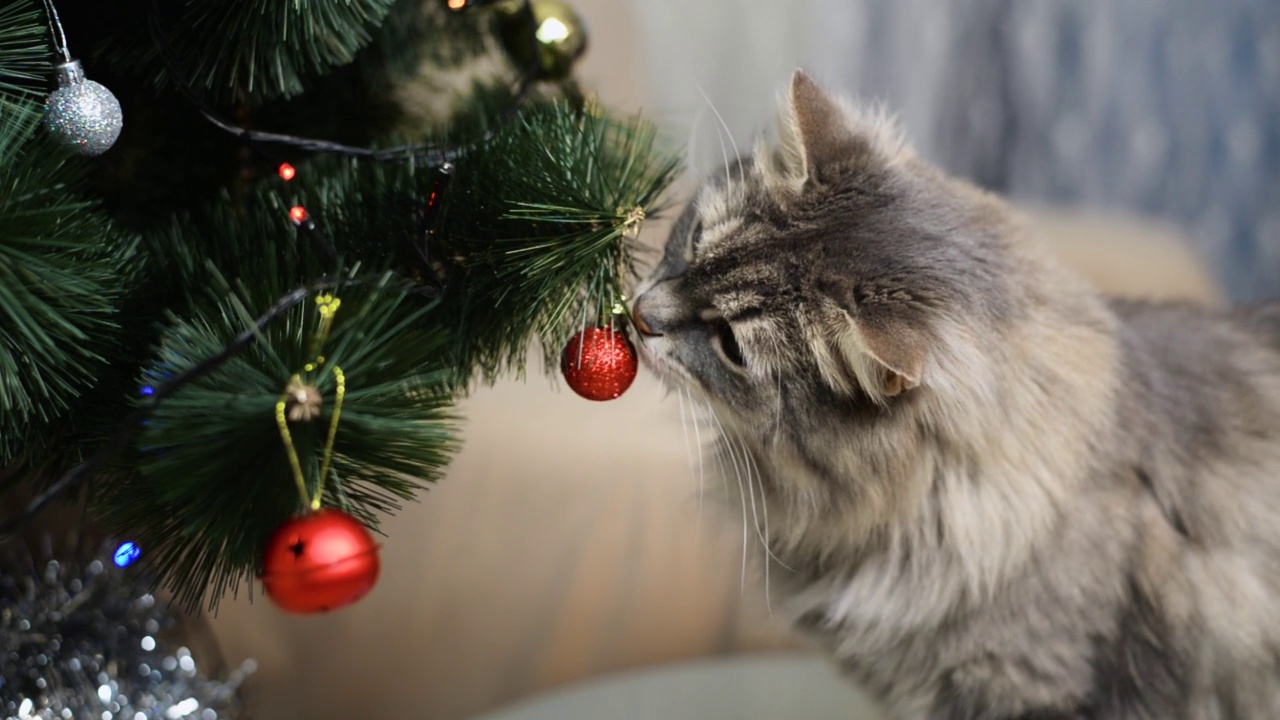 特写:一只好奇的灰色毛茸茸的猫，舔着，嗅着装饰圣诞树上的红色玩具球。有趣可爱的宠物和圣诞庆祝活动。视频素材