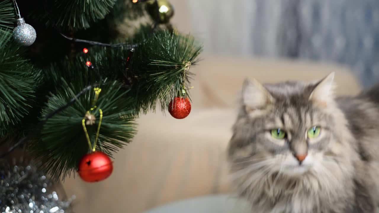 有趣可爱的猫和圣诞庆祝活动。侧视图灰色毛茸茸好奇的宠物舔，嗅装饰圣诞树上的红色球玩具。视频素材