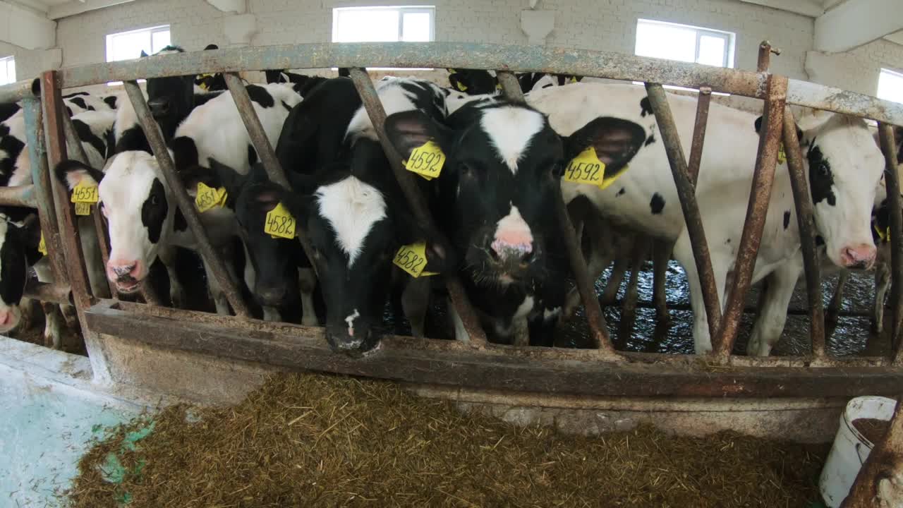 农场里的奶牛。视频下载
