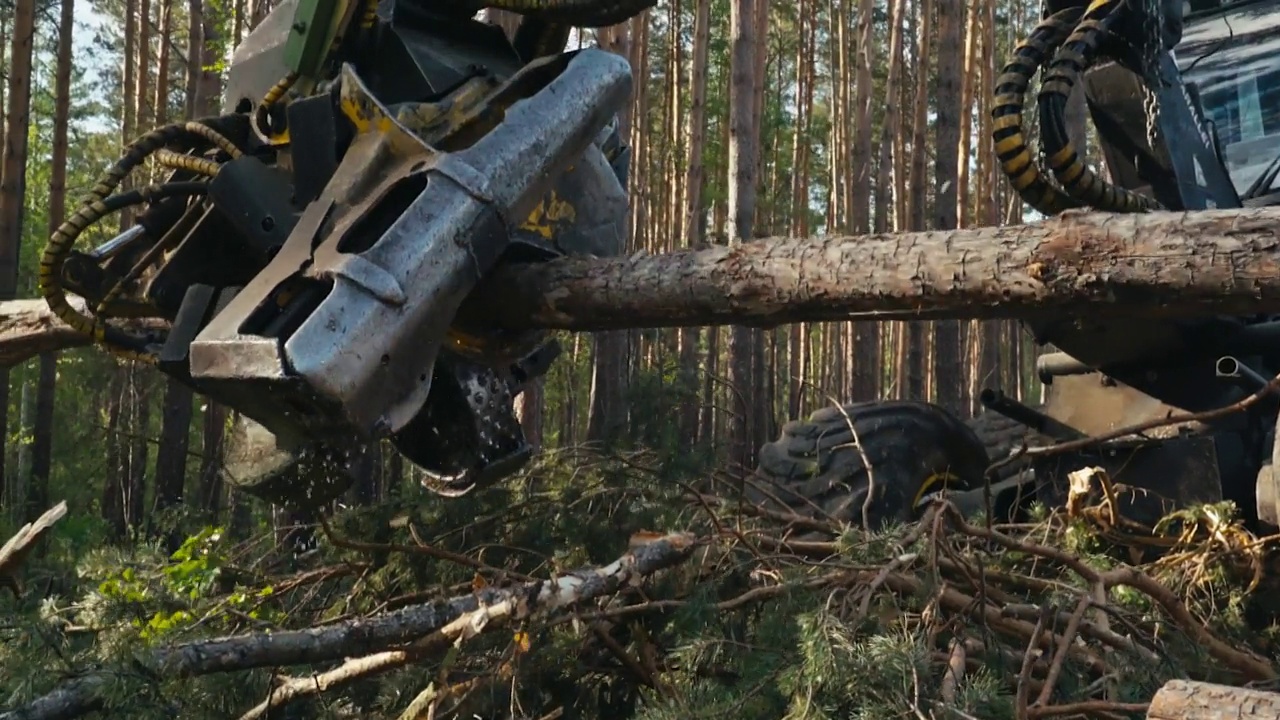 林业工业收割机的加工锯将树上多余的木材锯掉视频素材