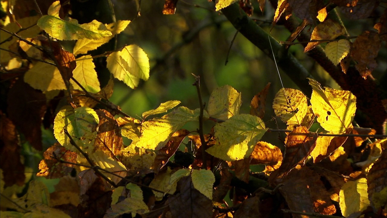 秋叶沐浴在黄昏的微光中视频下载