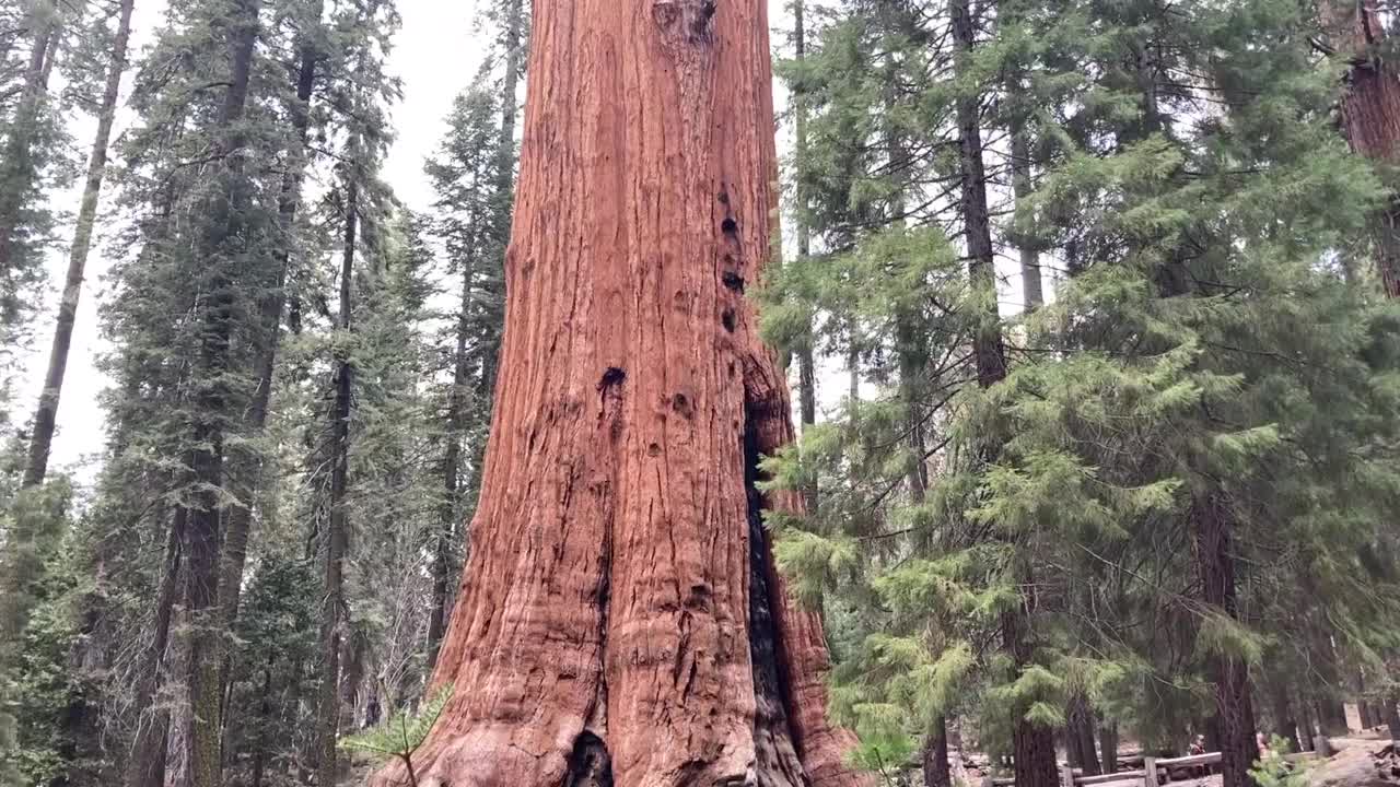 谢尔曼将军树-红杉国家公园视频素材
