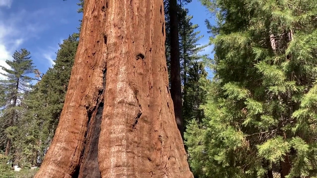 红杉国家公园的哨兵树视频素材