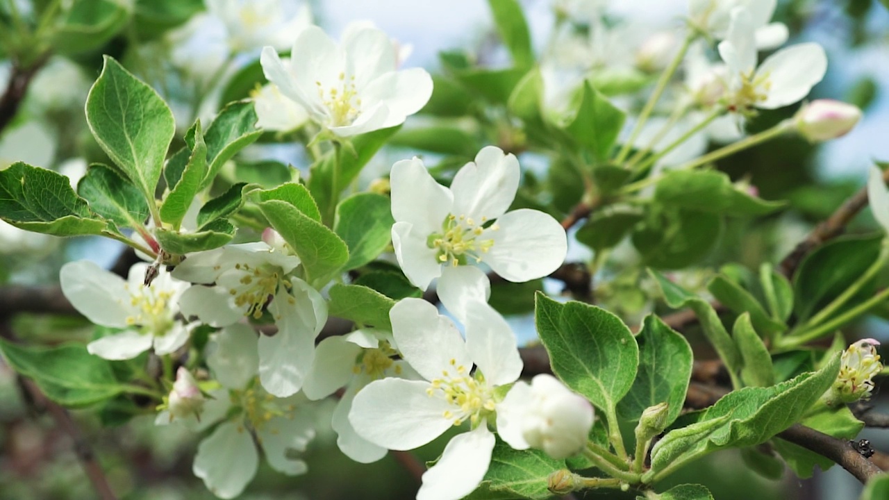 盛开的苹果树花。一只蜜蜂在苹果树的白花上采集花蜜，慢动作。视频素材