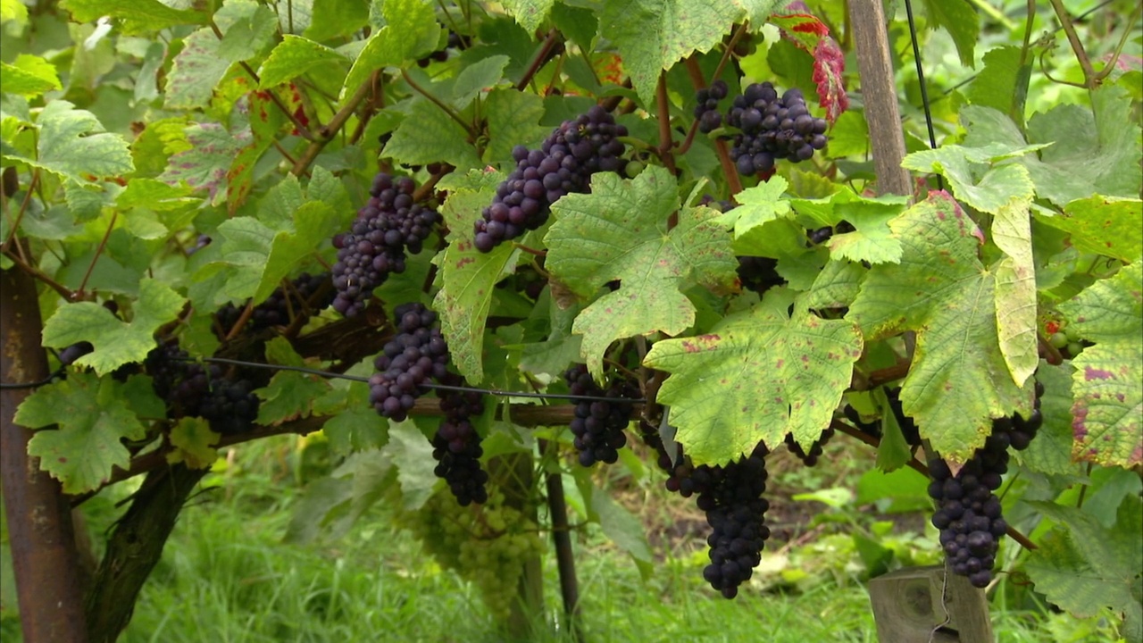 藤上的黑葡萄，英国视频下载