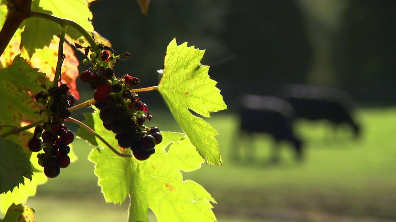 散乱的奶牛在吃了一半的葡萄后吃草，英国视频下载