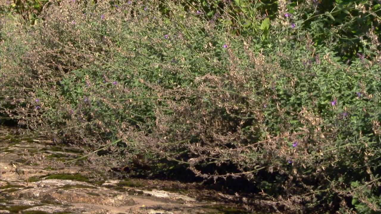 CU黑狗穿过花园小路上的框架，英国视频下载