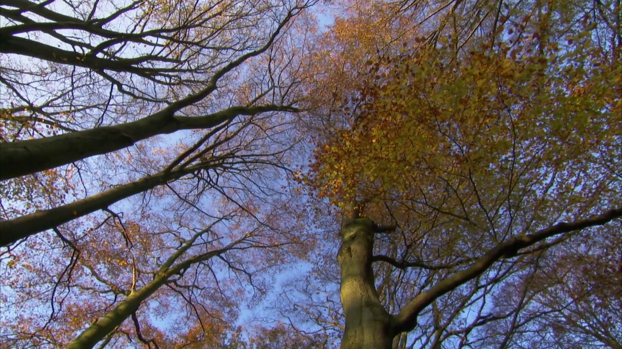 秋天树冠的低角度拍摄，英国视频下载