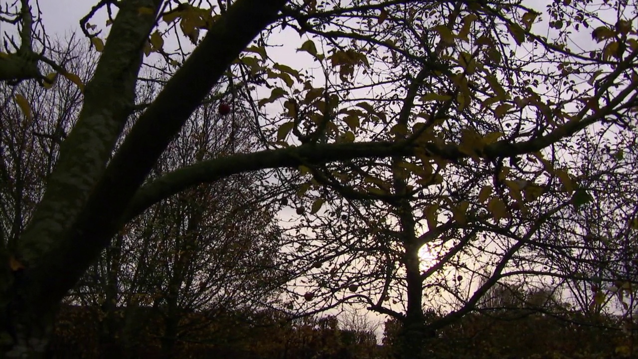 黄昏时果园的大气镜头，英国视频下载
