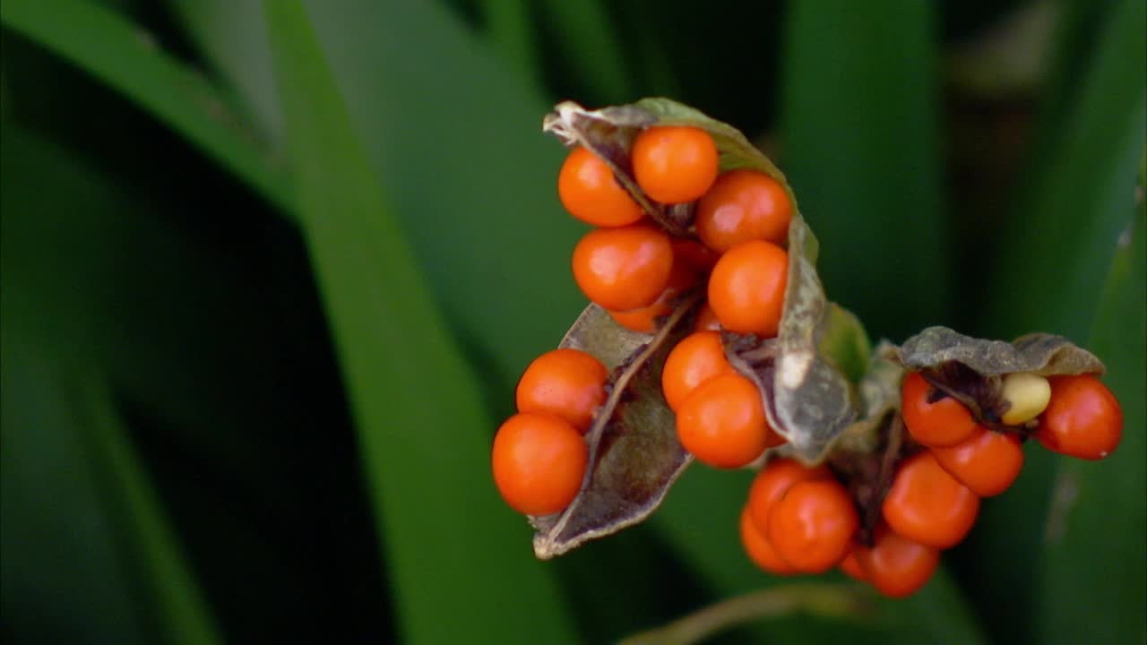 散发臭气的黑莓属植物鲜亮的橙红色浆果视频下载