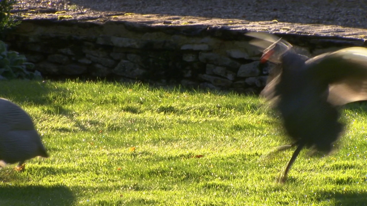 英国，火鸡拍打着翅膀，走过阳光明媚的草坪视频下载