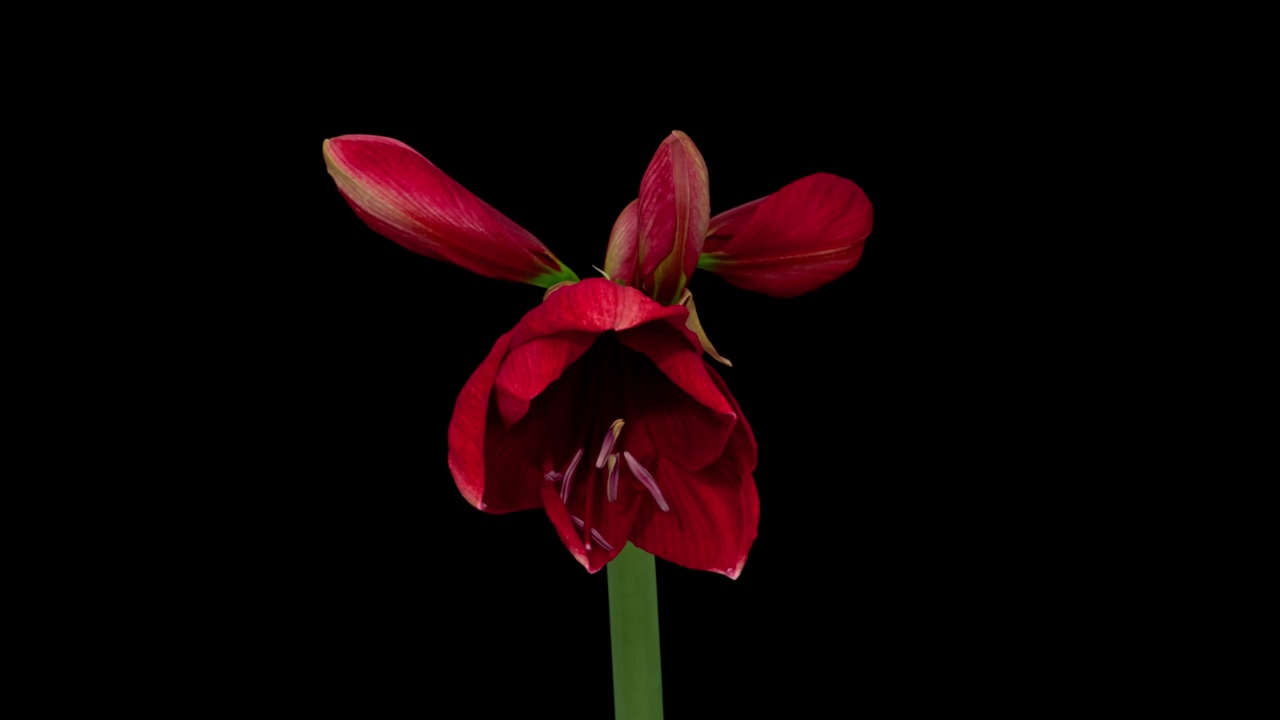 宏时间流逝盛开的红色朱顶红花，孤立在纯黑色背景视频素材
