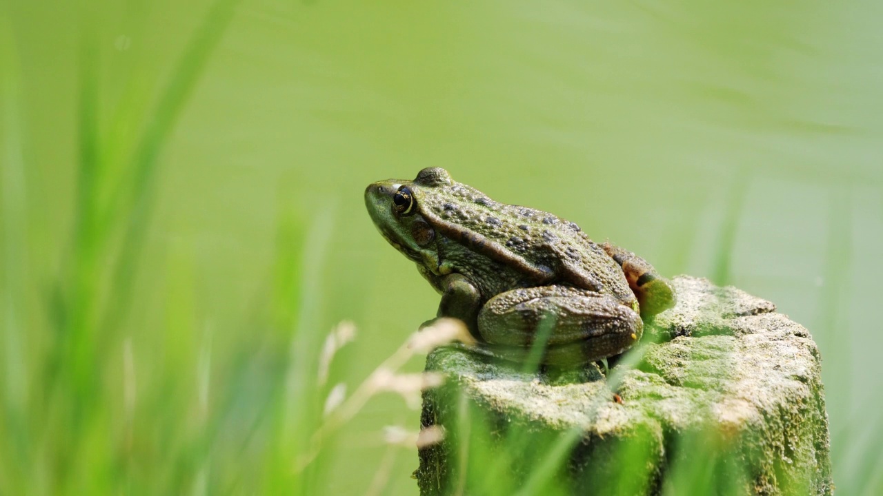 青蛙坐在树桩上跳进水里。视频下载
