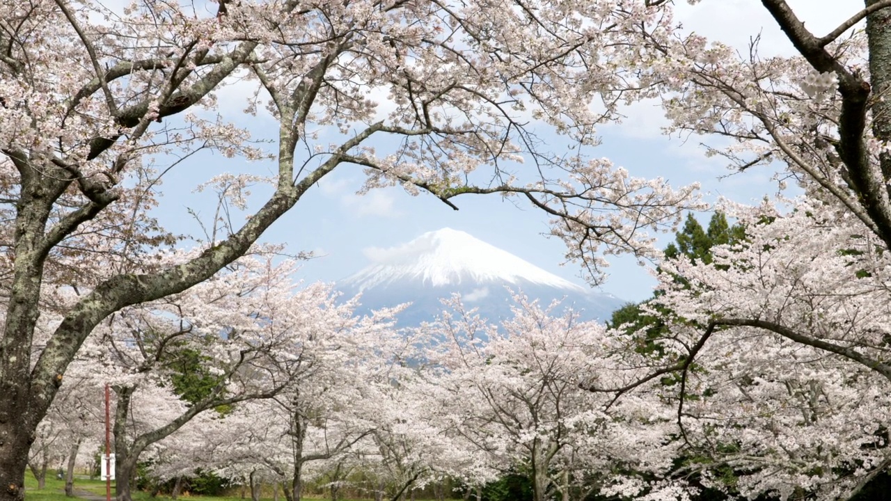樱花环绕的富士山(放大)视频素材