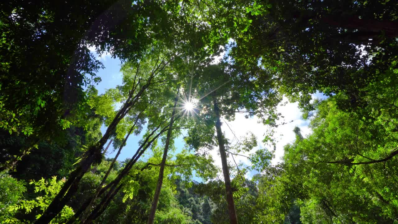早晨的热带雨林。抬起头，看到阳光明媚的照耀在明亮的绿叶树背景上视频素材