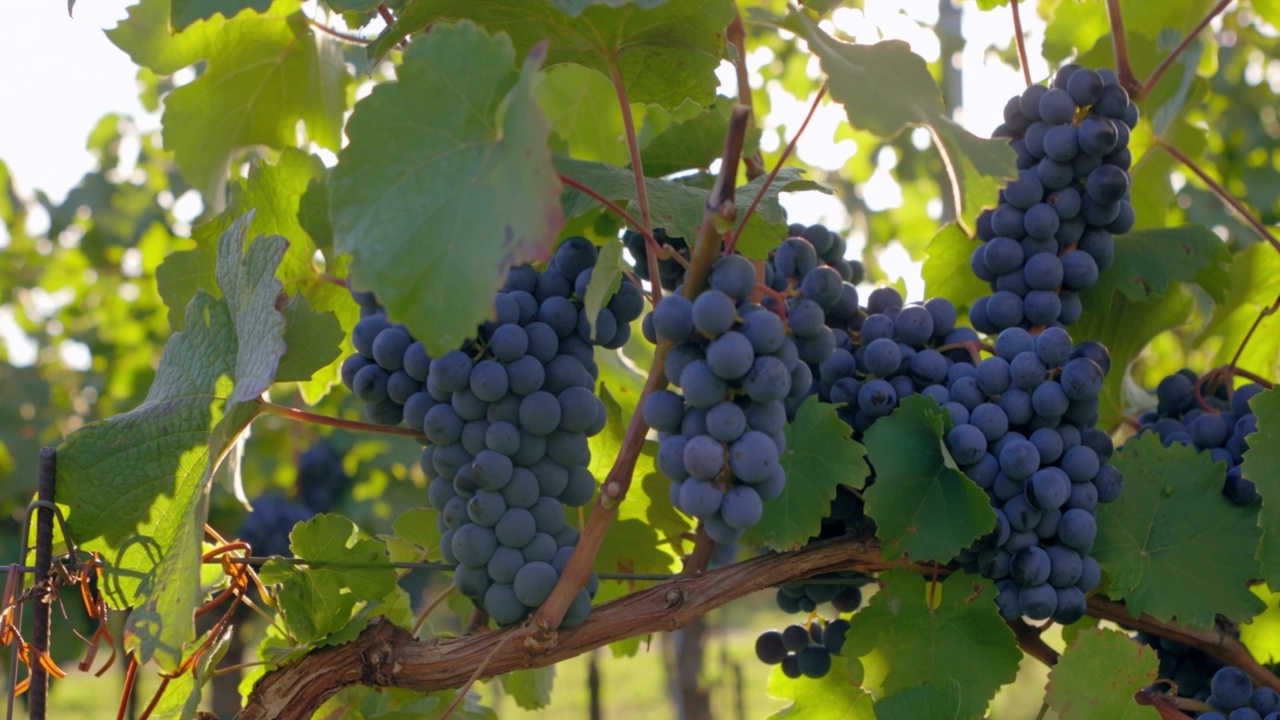 阳光明媚的日子里，葡萄园里成熟的葡萄视频下载