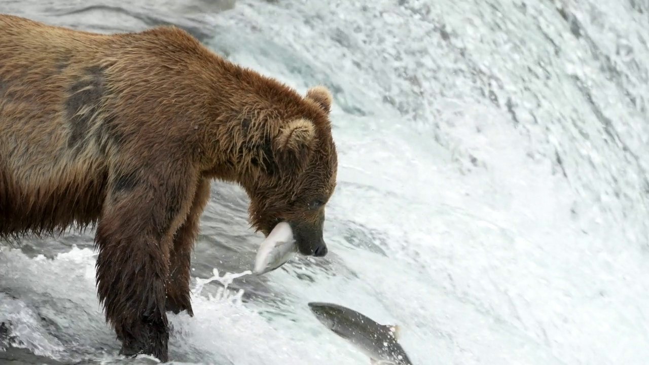 棕熊在布鲁克斯瀑布抓红鲑鱼-慢镜头视频素材