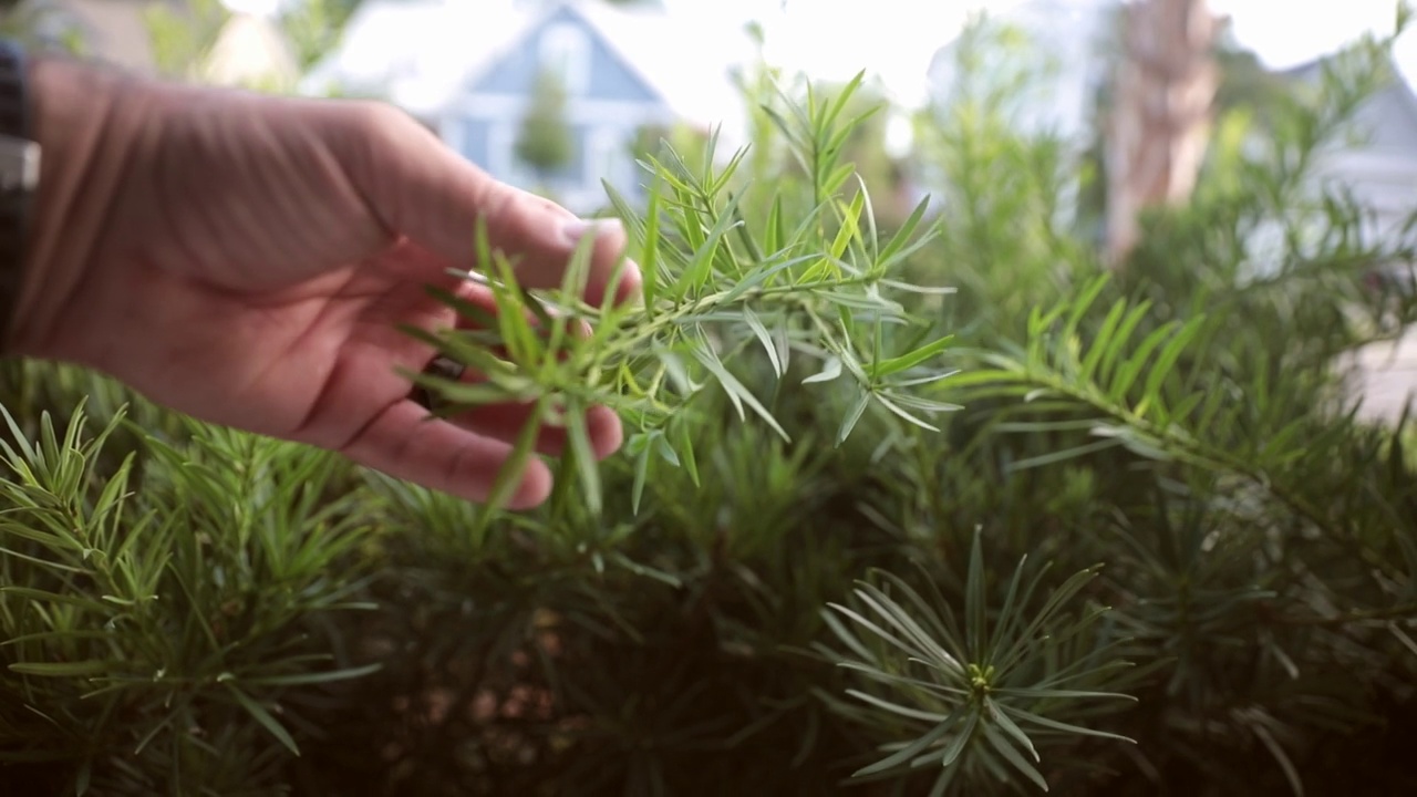 用手触摸植物上的绿叶慢动作造景景观护理视频下载