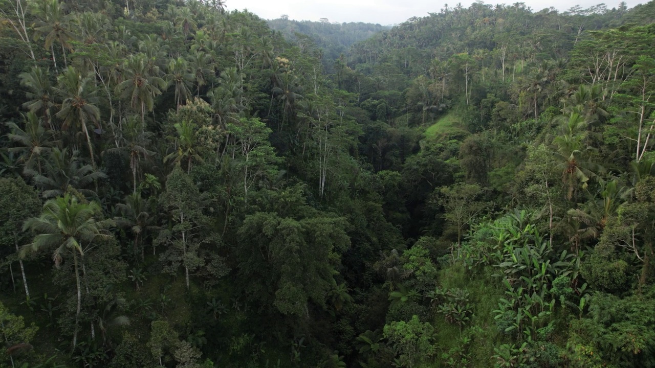 巴厘岛中部的大峡谷，长满了雨林，镜头缓缓飞过视频素材