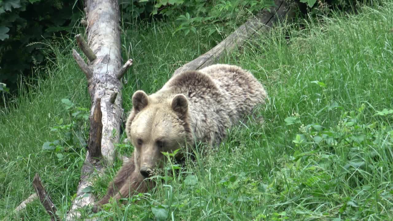 森林里的棕熊视频素材