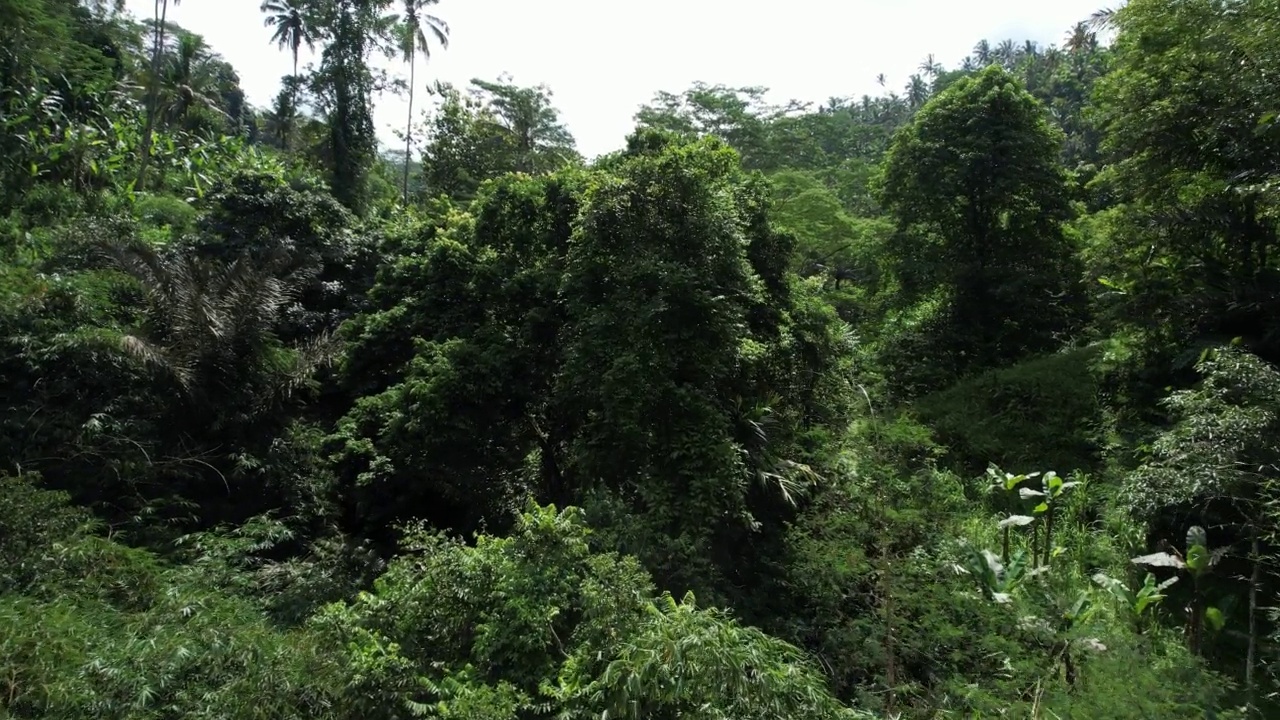 峡谷是杂草丛生的丛林，枯树的树干与攀援植物缠绕在一起视频素材