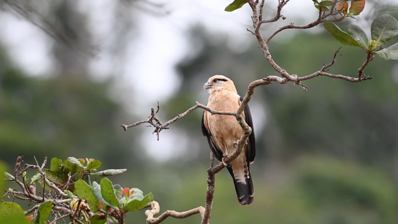 一只被称为黄头卡拉卡拉(Milvago chimachima)的黄色鹰栖息在树上。视频下载