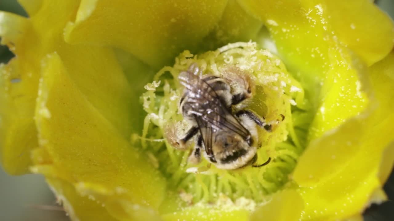蜜蜂在仙人掌花上视频素材