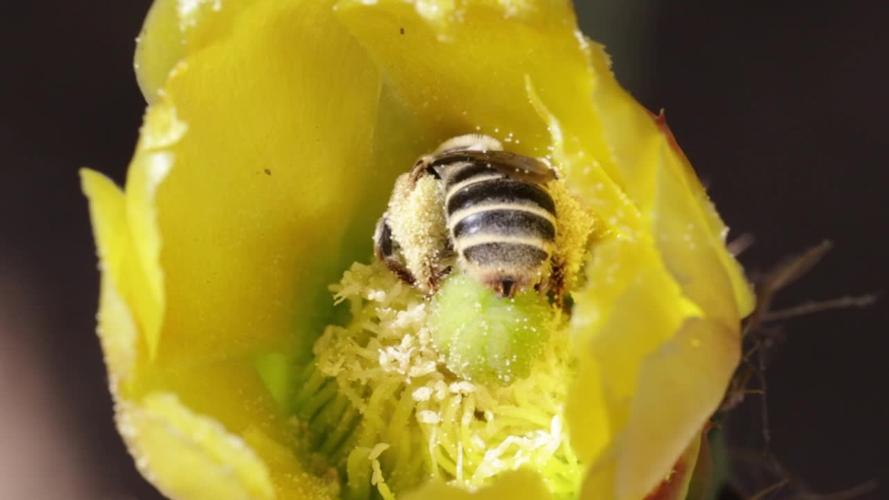 蜜蜂在仙人掌花上视频素材