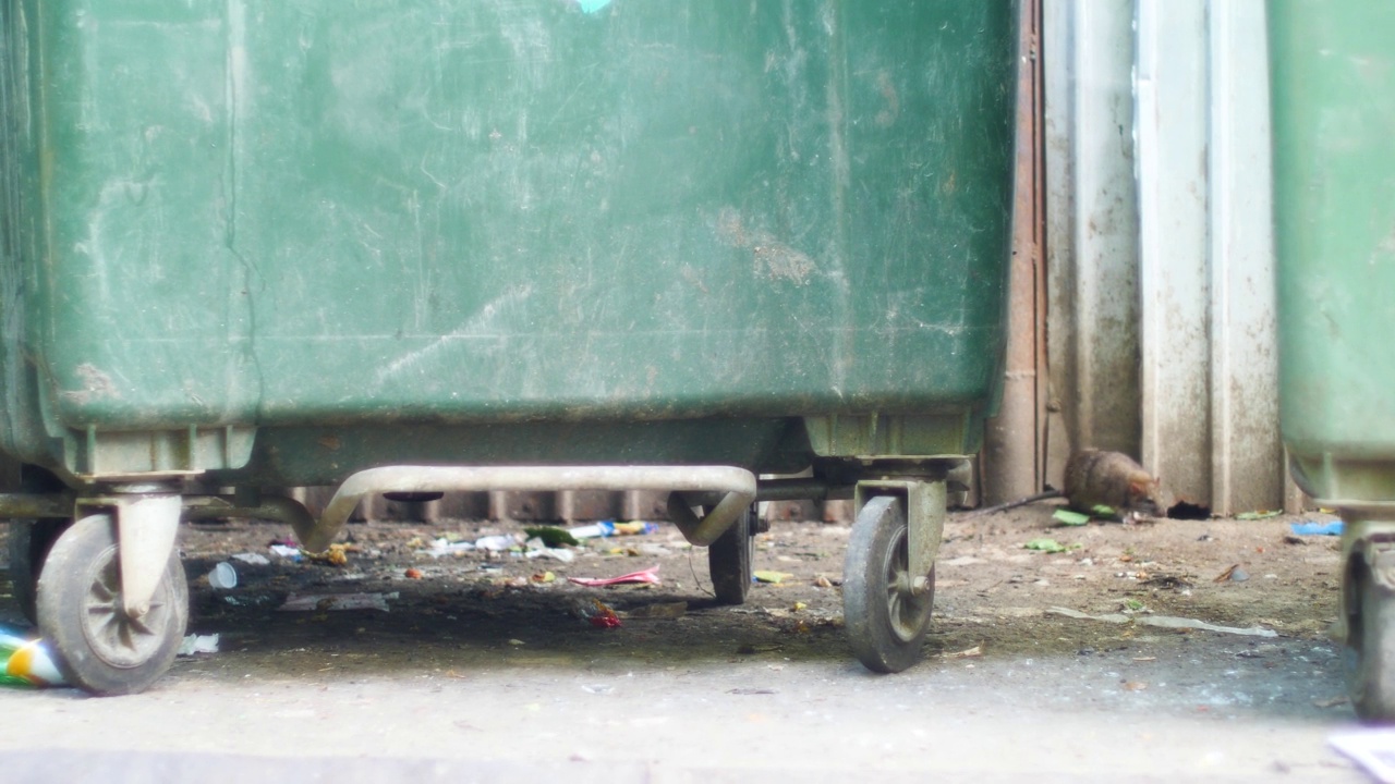 在城市的垃圾箱附近，一只老鼠在白天寻找食物。垃圾和剩饭堆附近滋生啮齿动物。废物和垃圾存放区域的老鼠数量视频下载