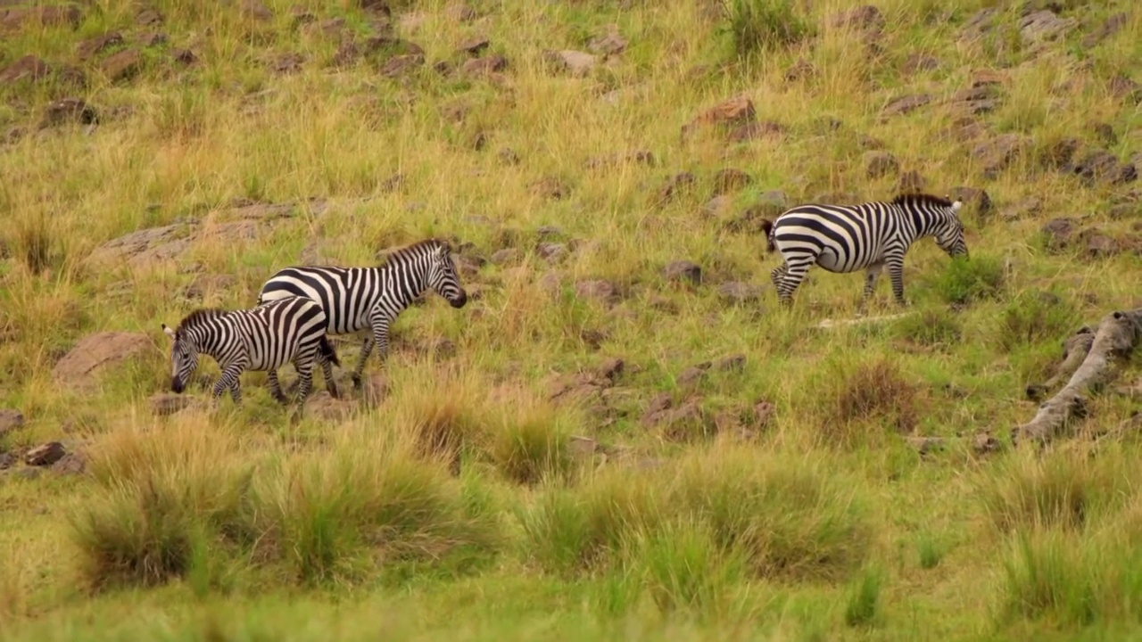 野生非洲斑马成群行走。森林中的非洲斑马群的肖像视频素材