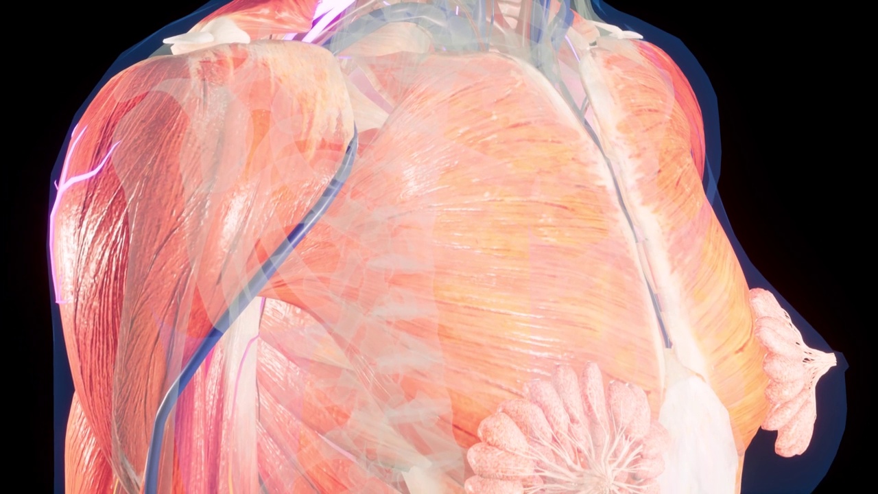 解剖三维动画的女性身体。皮肤下的肌肉和血管结构乳房解剖学。视频素材