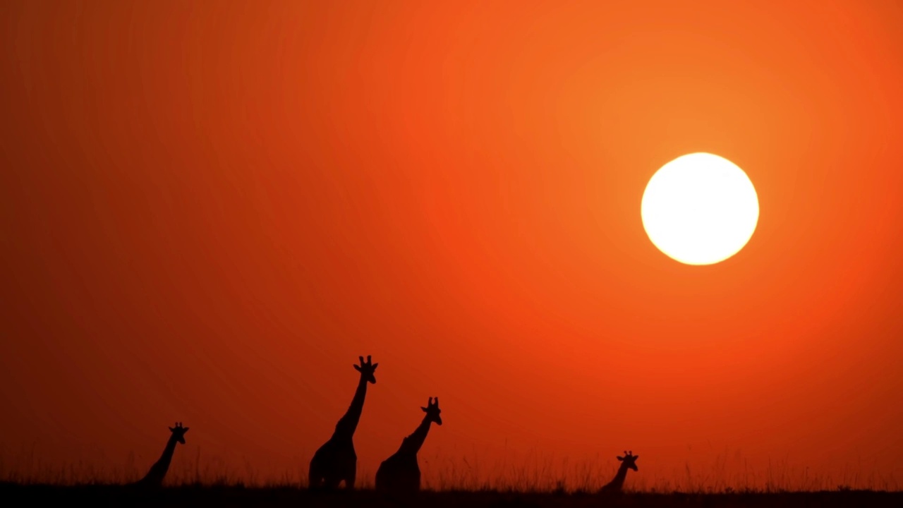森林中野生非洲长颈鹿的剪影。森林里野生非洲长颈鹿的剪影视频素材