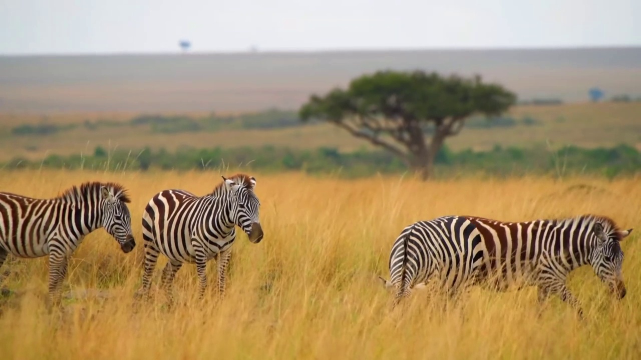 野生非洲斑马成群行走。森林里非洲斑马群的镜头视频素材