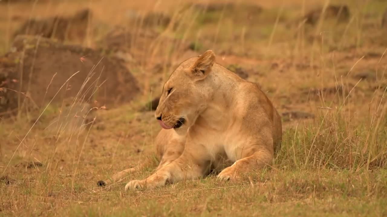 野生非洲狮在草地上休息的肖像。雌性非洲狮在森林中休息视频素材