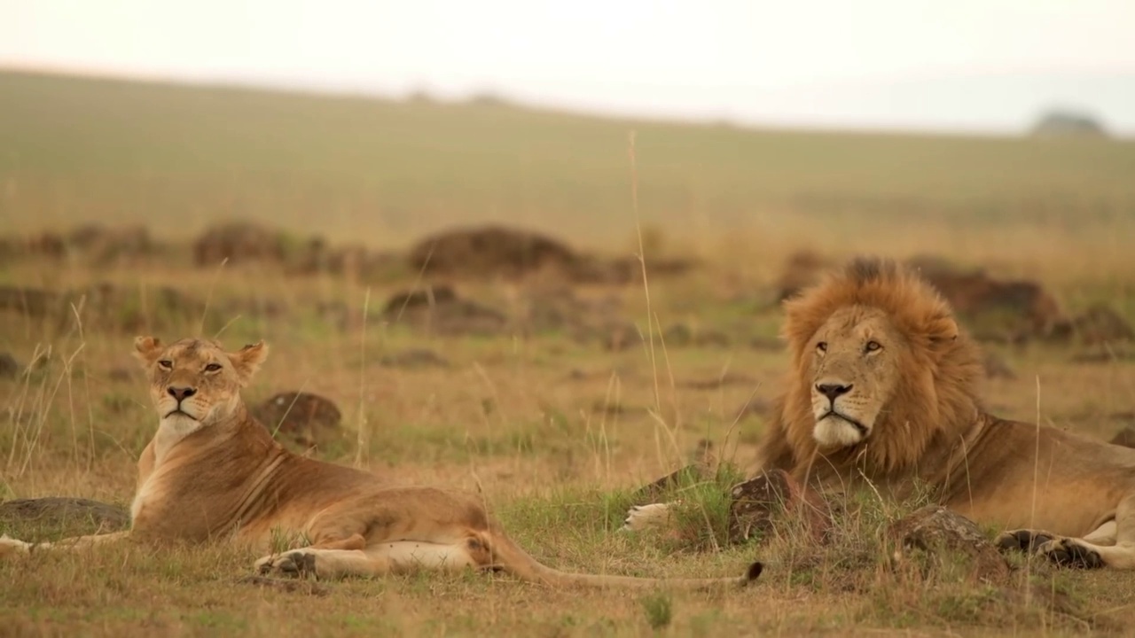 野生雄性非洲狮在森林的草地上休息的肖像。非洲雄狮和母狮在休息视频素材