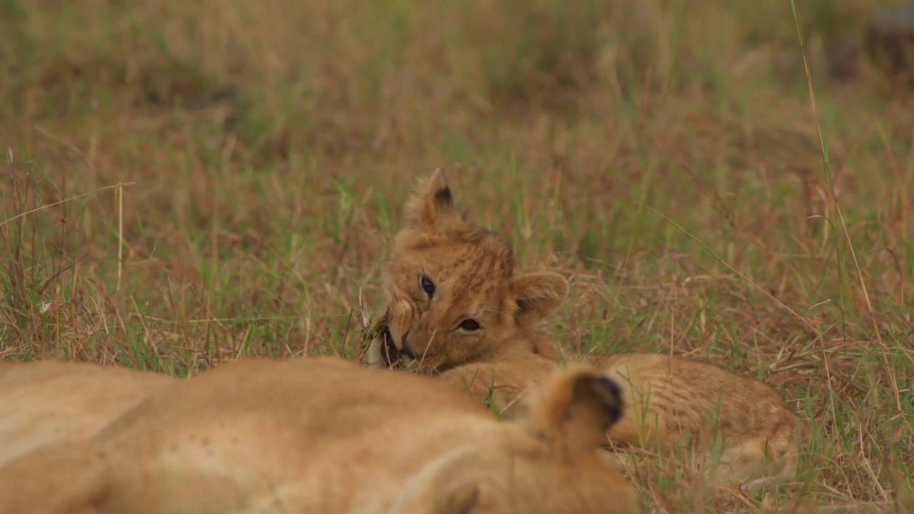 可爱的小狮子幼崽和母狮子在草地上休息的肖像。可爱的小狮子幼崽特写镜头视频素材