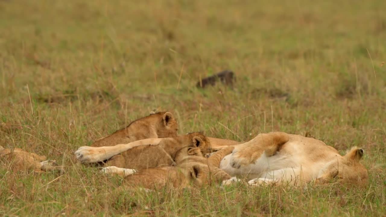 小狮子正在从母狮那里喝奶。森林里，母狮带着幼狮视频素材