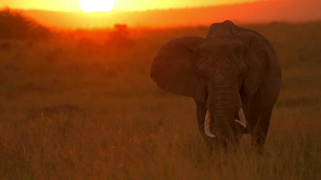 野生非洲象的象牙轮廓行走。野生非洲象剪影站立的肖像视频素材