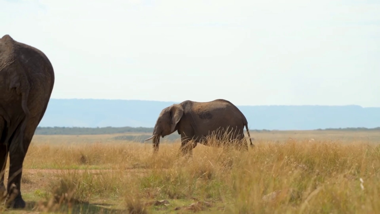 野生非洲象走路的肖像。象牙巨大的非洲象行走视频素材