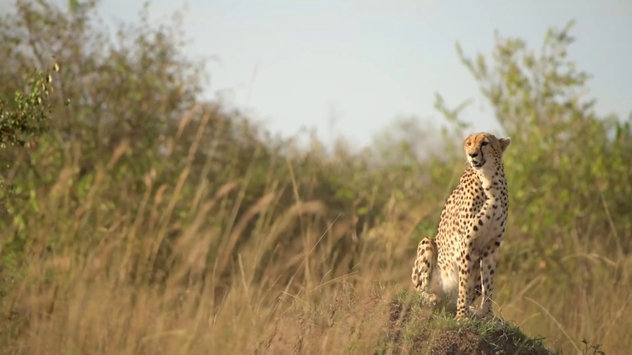 一头非洲猎豹在森林里的岩石上休息。野生雄性非洲猎豹在森林里的草地上休息。野生非洲猎豹肖像视频素材