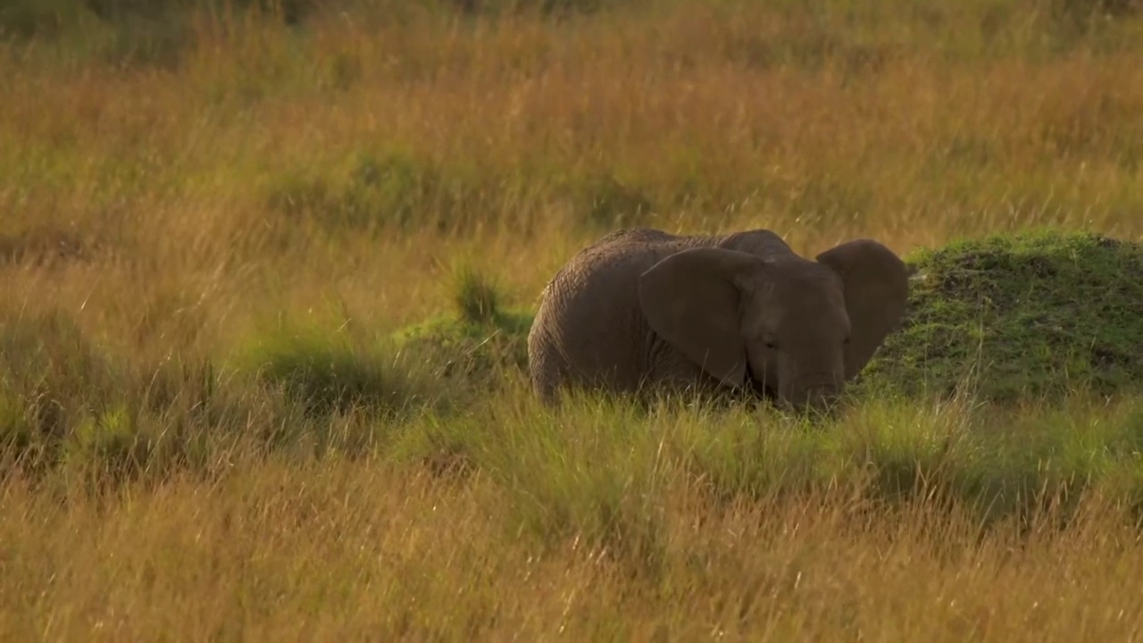 可爱的小象在吃草。绿色田野里可爱的小象视频素材