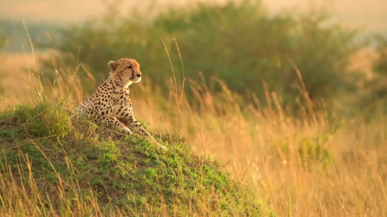 一头非洲猎豹在森林里的草地上休息。在草地上休息的野生雄性非洲猎豹视频素材