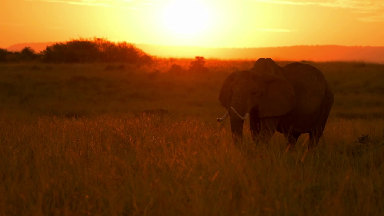 一头野生非洲象的剪影在草地上吃草。森林里的非洲象画像视频素材