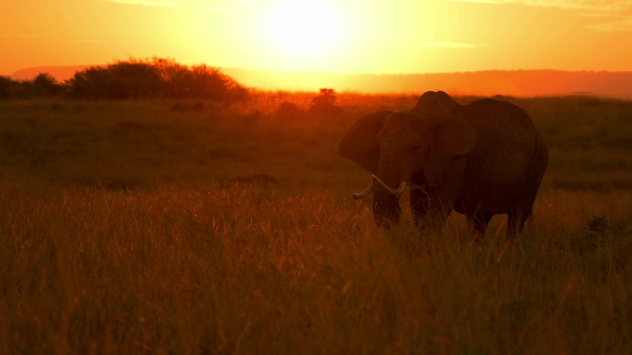 森林中的野生非洲象剪影。日落时分的非洲象视频素材