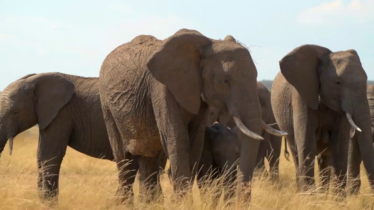 一群野生非洲象在森林中行走的画面。成群结队的大象在野生森林中行走视频素材