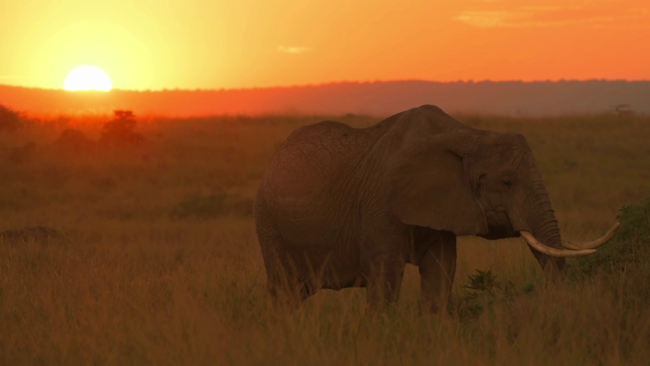 野生非洲象剪影肖像视频素材
